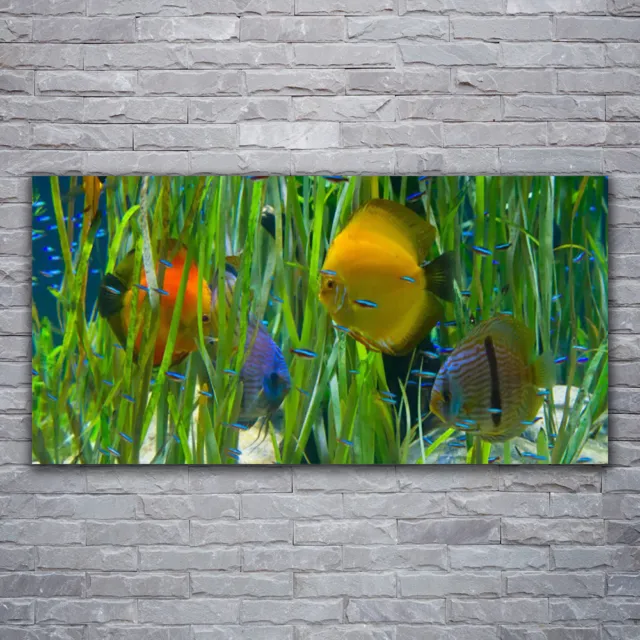 Photo sur toile Tableau Image Impression 120x60 Nature Poissons