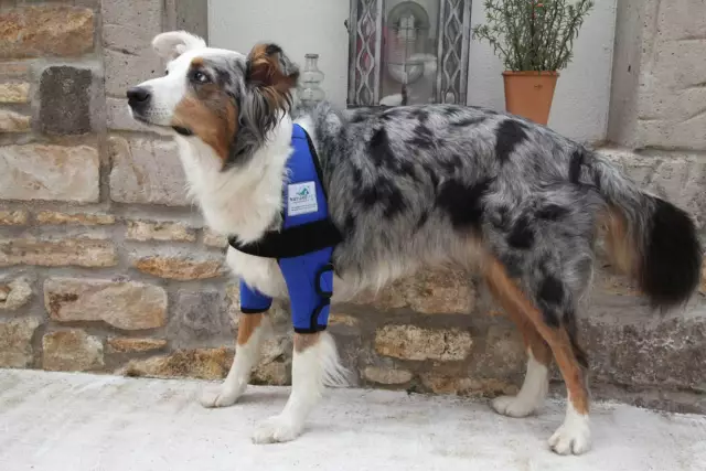 Nature Pet Vendaje de Codo para Perros / Vendaje para Callos / Vendaje de Codo