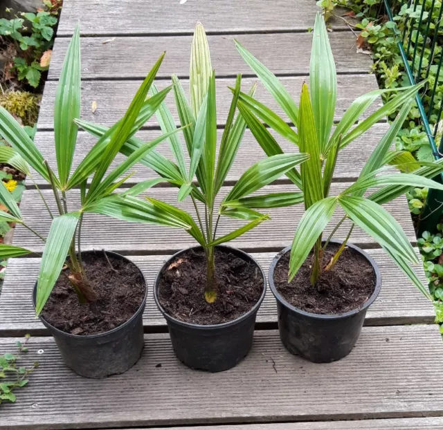 3 x Hanfpalme Trachycarpus fortunei  winterharte Palme -18°C ca.40cm inkl. Topf