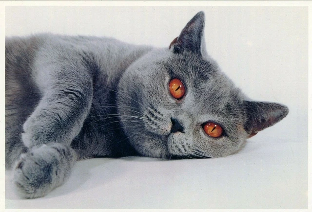 Cpsm / Carte Postale / Chat / Cat / Photo Josh Westrich / Essen 1