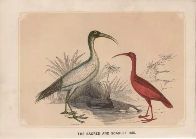 Heilige Ibis Scharlachsichler kolorierter Holzstich von 1851 Bicknell