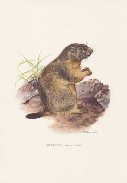 Murmeltier Marmota marmota Farbdruck von 1959 Alpenmurmeltier Zoologie