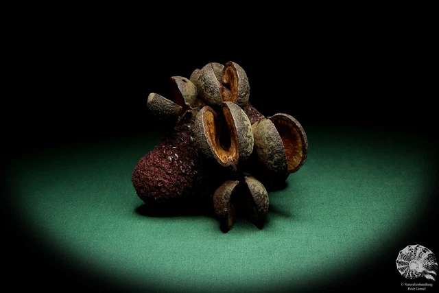 Banksia speciosa Australia árboles de plata recientes frutos secos frutos secos