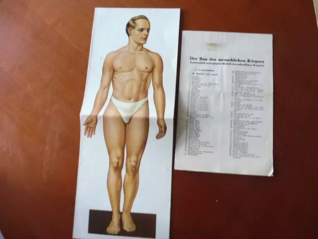 altes Anatomie, Biologie Faltbild des Mannes