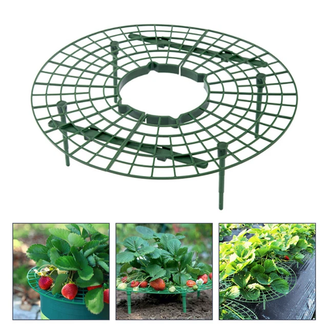 House Plants Indoors Live Plant Frame Strawberry Stand Lattice