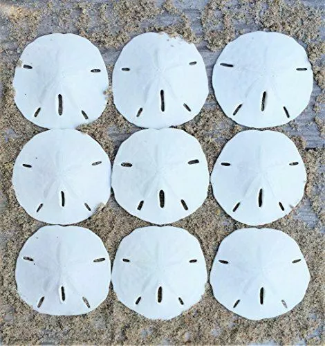 Sand Dollar | Real Sand Dollars 2 1/2"-3" | Set of 9