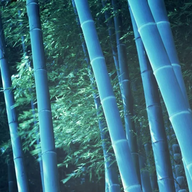 25 rari Semi di Bambù BLUE Gigante,Bamboo Phyllostachys Heterocycla,Bambusa