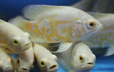 Live Albino Lemon Tiger Oscar Cichlid for fish tank aquarium