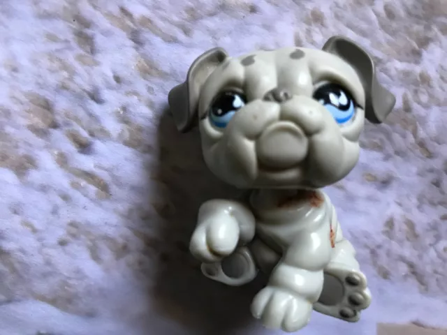 Littlest Pet Shop Gray English Bulldog # 508 Htf Tear