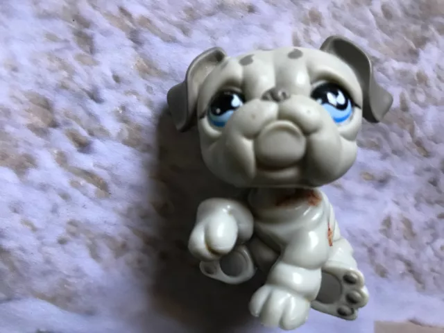 Littlest Pet Shop Gray English Bulldog # 508 Htf Tear Littlest Pet Shop Gray English Bulldog # 508 Htf Tear