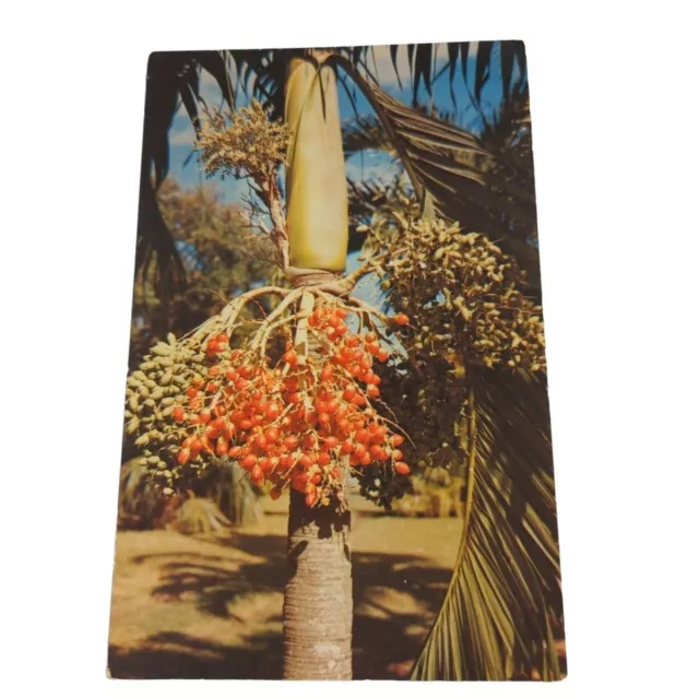 Postcard Christmas Palm Fairchild Tropical Garden Coral Gables Florida Chrome