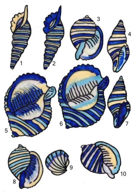 Window Color Bild Fensterbild Aufkleber  " 10 Muscheln  " 152