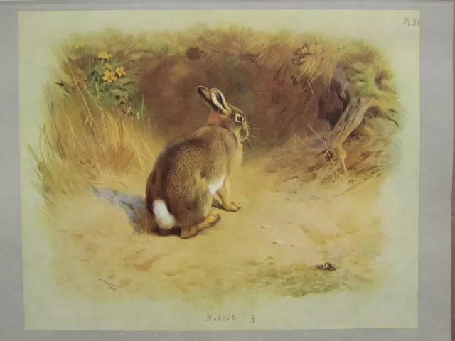 Vintage Naturel Histoire Imprimé~ Lapin