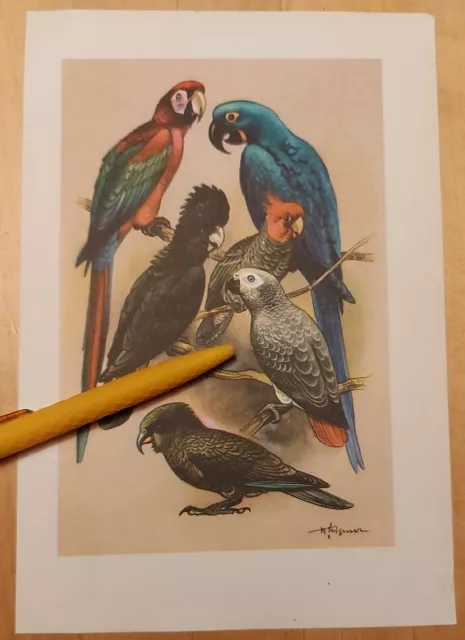 Papageien, Aras, Kakadus -Druck Illustration n. Brehms Tierleben Wilhelm Eigener