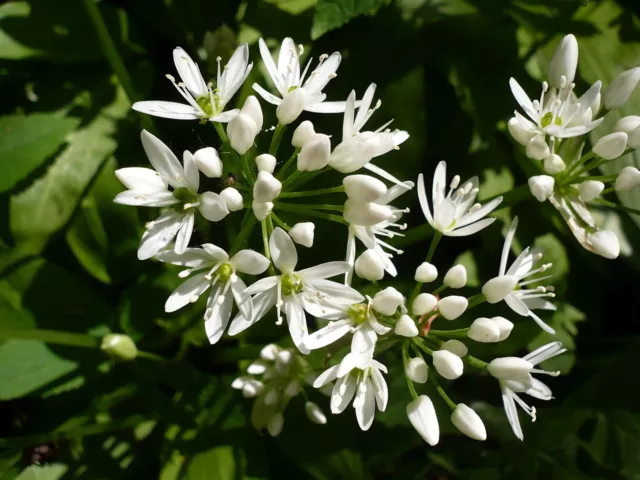 50 Graines d' AIL DES OURS non traitées - Allium ursinum - Ail sauvage perpetuel