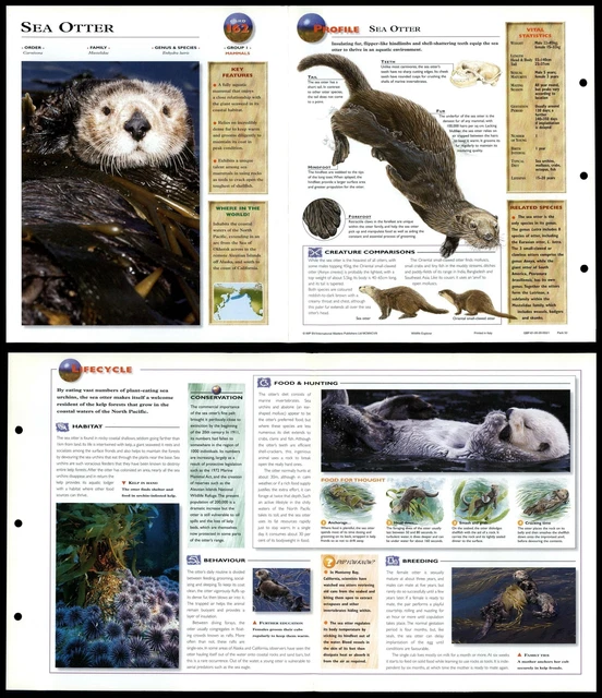 NORTH AMERICAN SEA Otter #206 Mammals - Wildlife Explorer Fold-Out Card