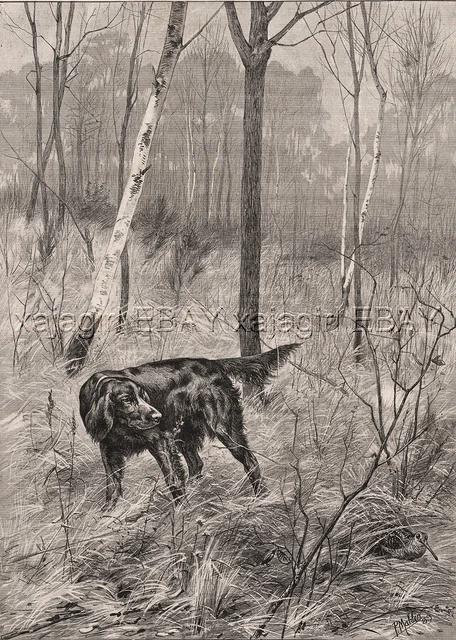 Dog Flat-Coated Retriever Pointing Woodcock in FOrest, Large 1880s Antique Print
