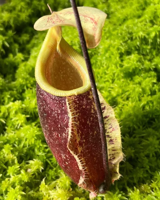 Nepenthes rafflesiana x sibuyanensis 'suki'