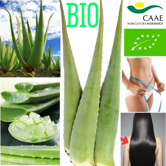 HOJA BIO ALOE VERA Barbadensis Miller HOJA CERTIFICADO 80 cm LARGO 800 g FRESCO