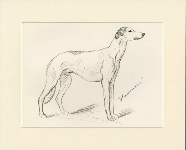 GREYHOUND ORIGINAL OLD 1937 MOUNTED DOG ART PRINT by LUCY DAWSON MAC