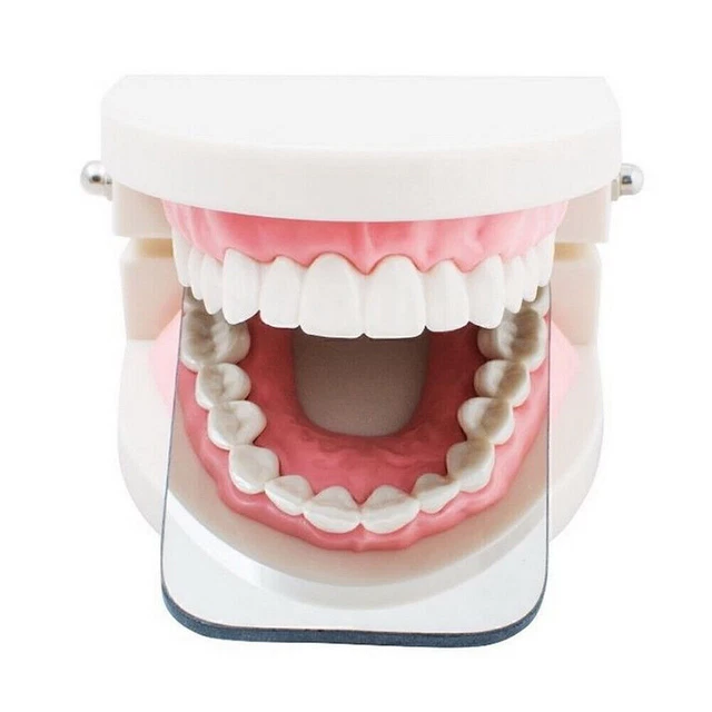 DENTAL INTRAORAL PHOTOGRAPHIC Glass Mirror 2sided Rhodium Occlusal