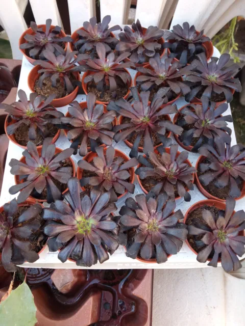 Aeonium NEGRO pequeño planta con raiz aprox. 5 cms