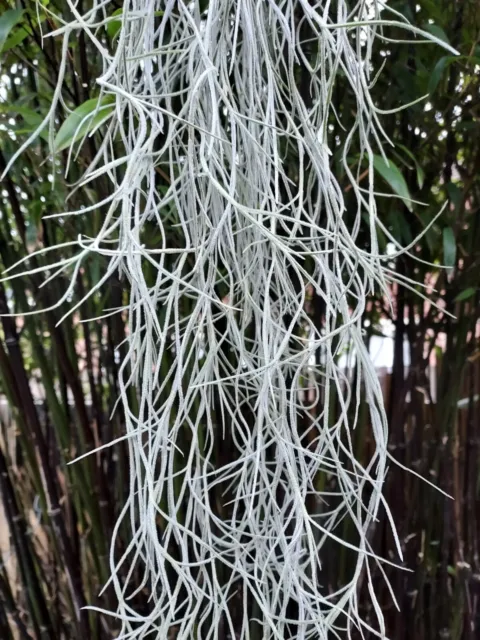 SPANISH MOSS TILLANDSIA Usneoides | Trailing Airplant | 12 to 15cm long ...
