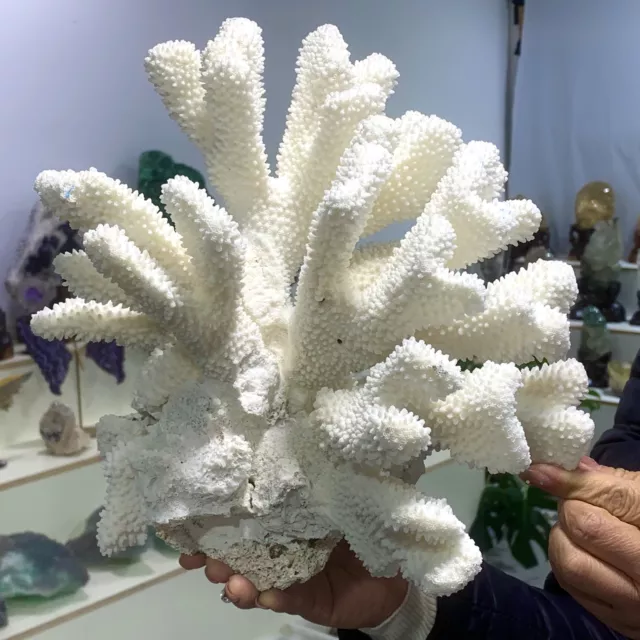 6.42LB Natural white coral reef Cluster Ocean Mineral Crystal Specimen