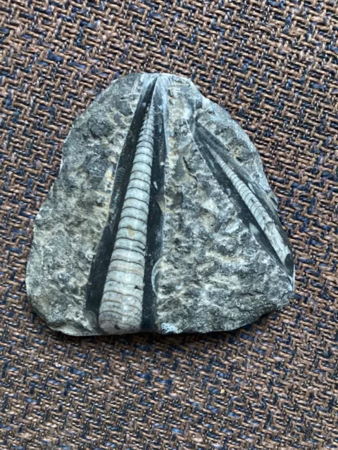 Orthoceras Fossil Versteinerung mit zwei Einschlüssen 14 x 13 cm