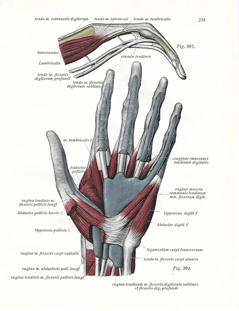 ANTIQUE PRINT ANATOMY MUSCLES TENDONS HAND medicine Sobotta 1932 ...