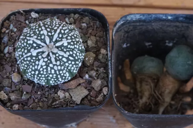 "3 LAGE Pflanzen Astrophytum asterias Sternform eigene Wurzel ""superweiß"""