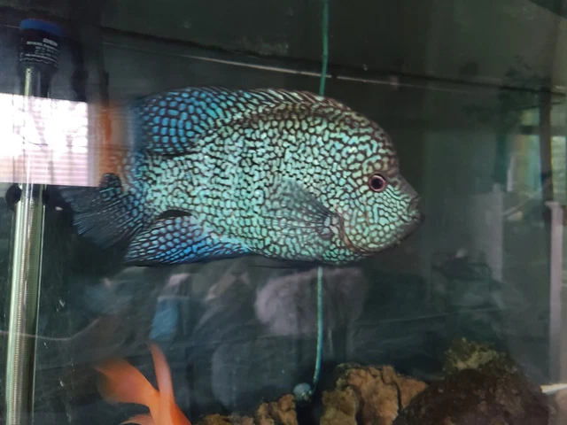 Red Texas cichlid .5" - 1" size 3 pack fresh water live tropical fish 10