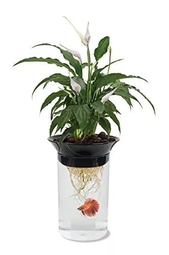 Aquaponic Planter and Aquarium for Betta Fish Tank Promotes Healthy Hydroponi...