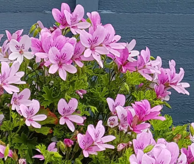 Prince of Orange - Scented Leaf Pelargonium (Geranium) - 6cm bio pot