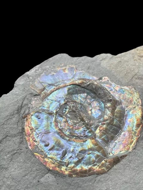 Iridescent Ammonite Fossil Psiloceras Planorbis Jurassic Ammolite