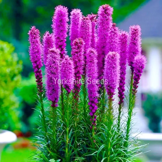 Gayfeather Pink Lavender - 400x seeds - Perennial Cutting Flower