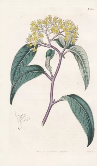 Pomaderris Lanigera Australia Botany engraving Kupferstich Curtis 1823