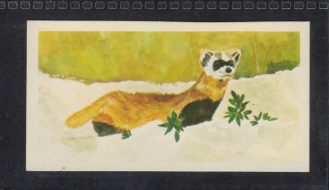 BLACK FOOTED FERRET - 45 + year old English Trade Card # 31