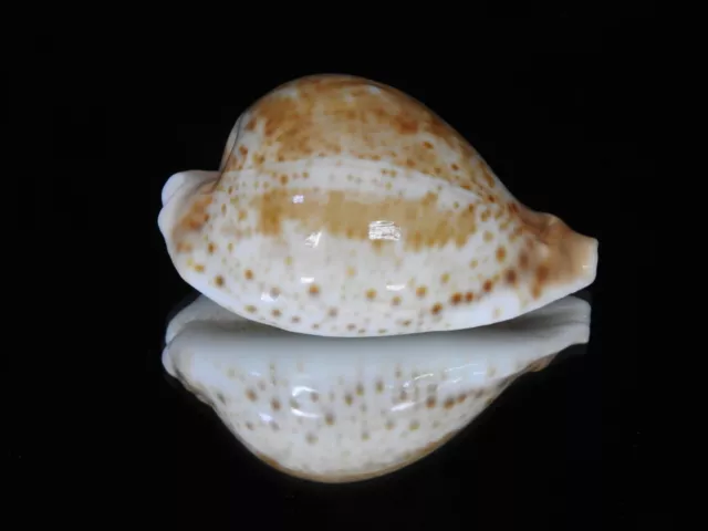 Muscheln Cypraea hesitata 79 mm ID#3310A