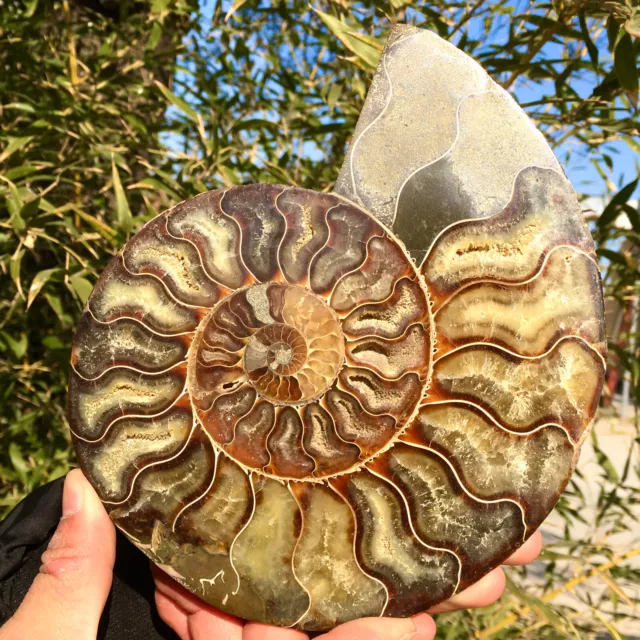 1.29LB Rare! Natural Tentacle Ammonite FossilSpecimen Shell Healing Madagascar