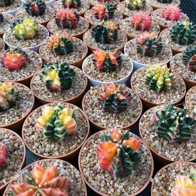 100 seeds Gymnocalycium mix variegata