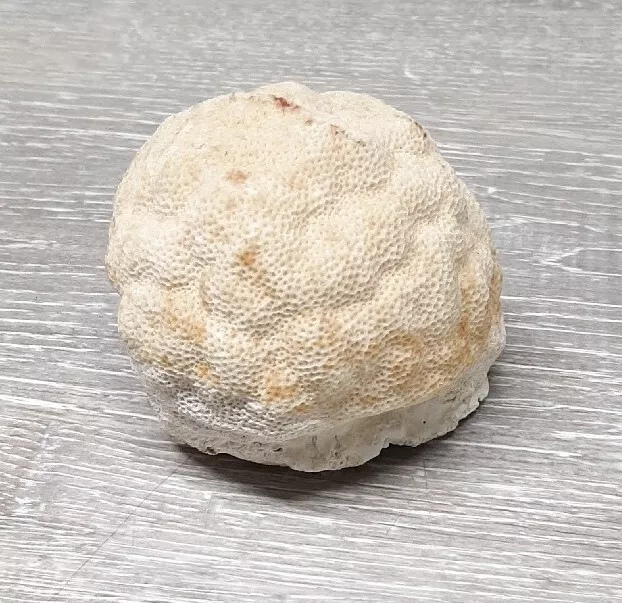 Natural Coral Piece Saltwater Shell Seashell Off White Real Reef 3-4" Brain