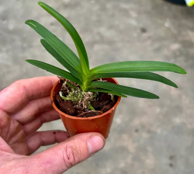 Renanthera citrina Species ´Yellow Star´ 4N NEW Duft Vanda Orchidee Orchideen