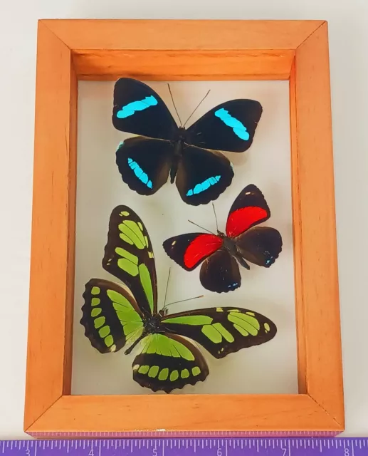 3 Real Butterflies Framed Special Collection Mounted Wood Double Glass 4.5"X6.5"