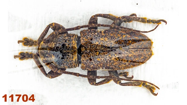 Cerambycidae: Lamiinae sp.   A1, 9 mm, 1 pc