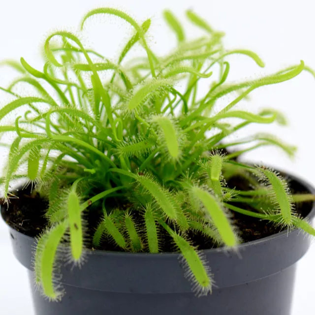 Fly Trap Indoor Carnivorous Tender House Plant Drosera Capensis 9cm Pot T&M 2