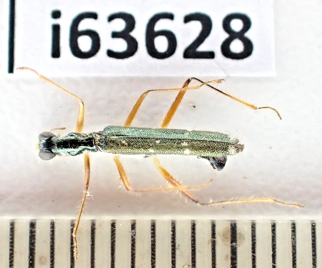 i63628. Cleridae sp. Vietnam North.