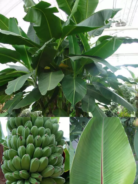 Musa sikkimensis - Darjeeling Banana Plant Seeds - 5 Quality Seeds