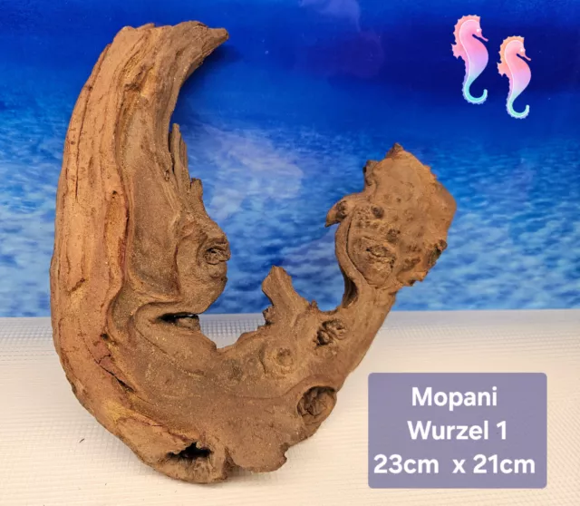 Aquarium Mopani Wurzel