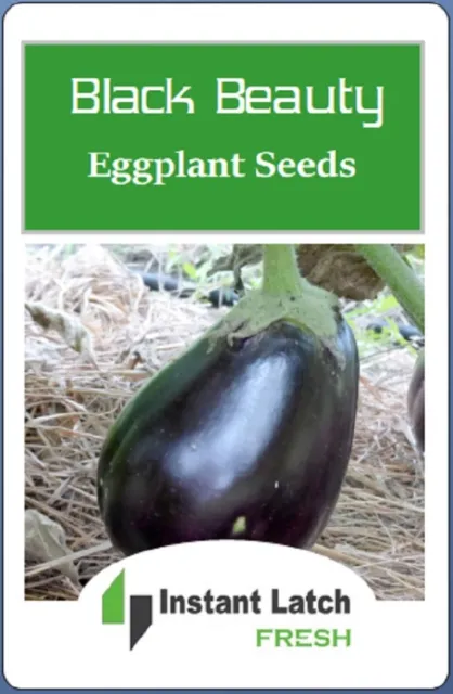 Black Beauty Eggplant Seeds | NON-GMO | Heirloom | Fresh Garden Seeds 2